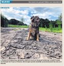 Droogte Eindhovens Dagblad 03-07-2019