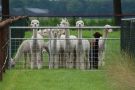 Alpaca farm