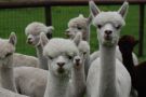 Alpaca farm