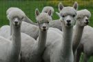 Alpaca farm