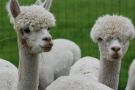 Alpaca farm