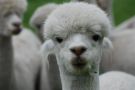 Alpaca farm