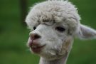 Alpaca farm