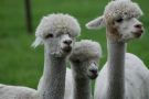 Alpaca farm