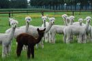 Alpaca farm