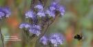 Phacelia tanacetifolia