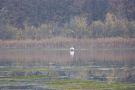 Grote  zilverreiger