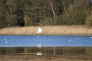 Grote zilverreiger