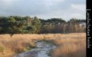 Landschotse heide